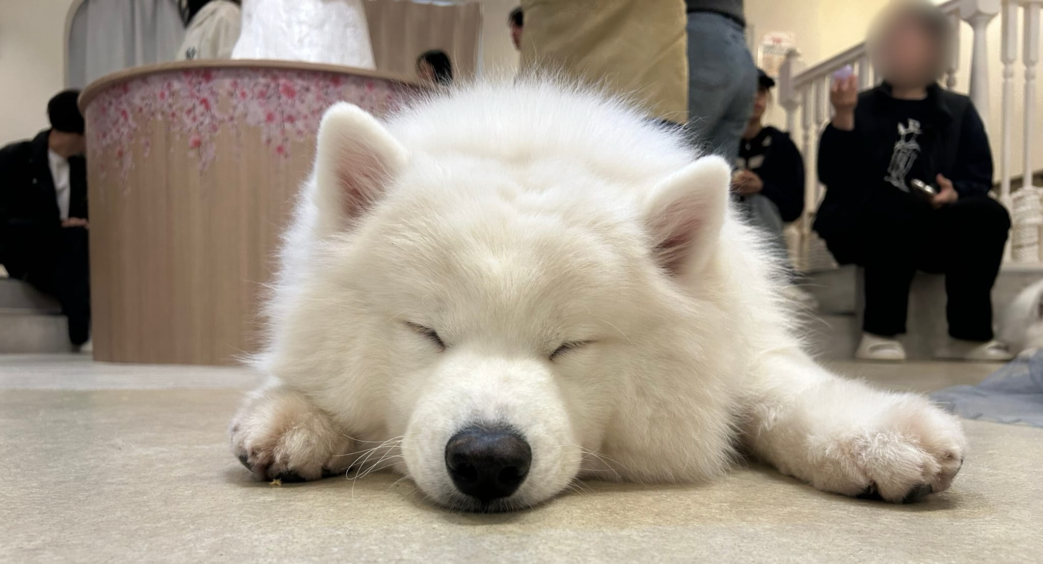 サモエド
